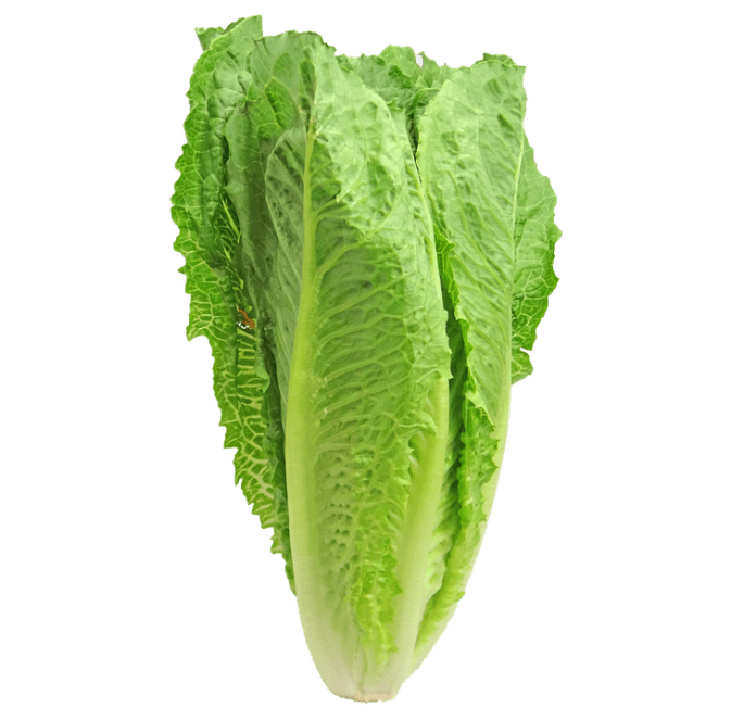 From Farm to Salad The Business of Processed Lettuce Products