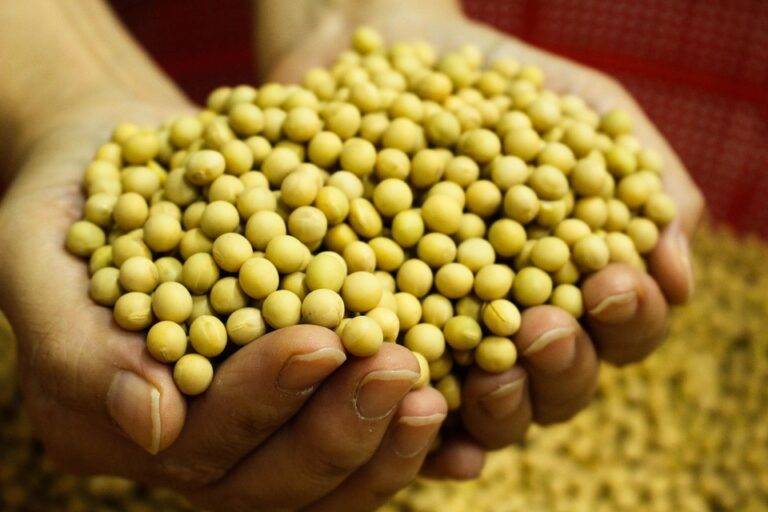 From Soy Field to Store Shelf The Complete Supply Chain Behind Soy Milk From Soy Field to Store Shelf The Complete Supply Chain Behind Soy Milk