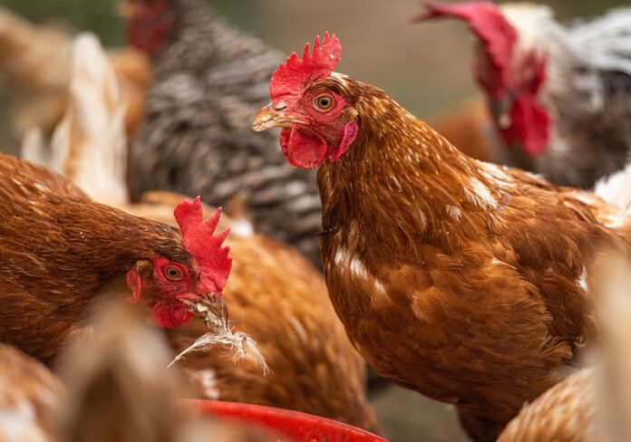Functional chicken feed includes probiotics prebiotics and herbs