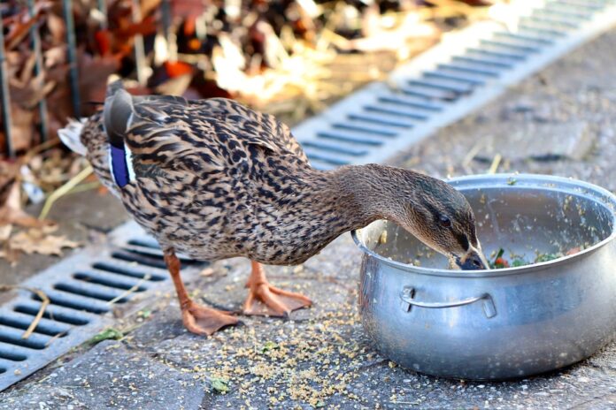 Functional duck feed includes niacin calcium and omega fatty acids
