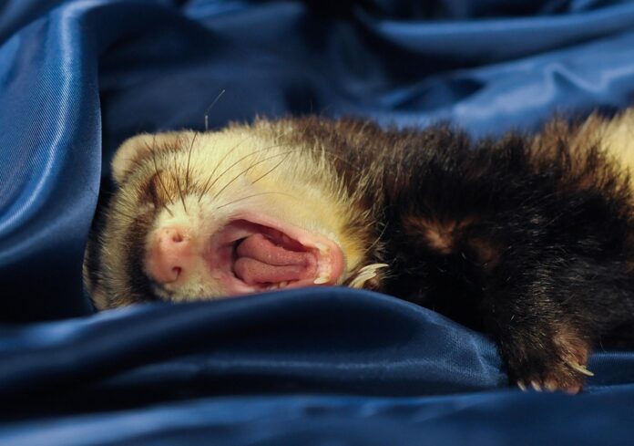 Functional ferret diets target digestion and coat condition