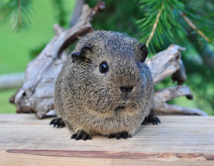 Functional guinea pig food supports digestion and dental health