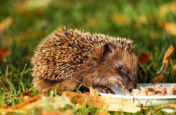 Functional hedgehog food includes added taurine and vitamins