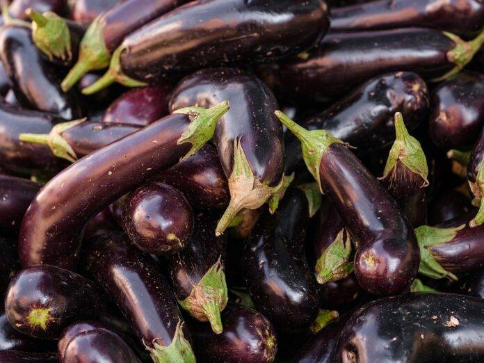 Future of the Aubergine Industry Predictions for the Next Decade