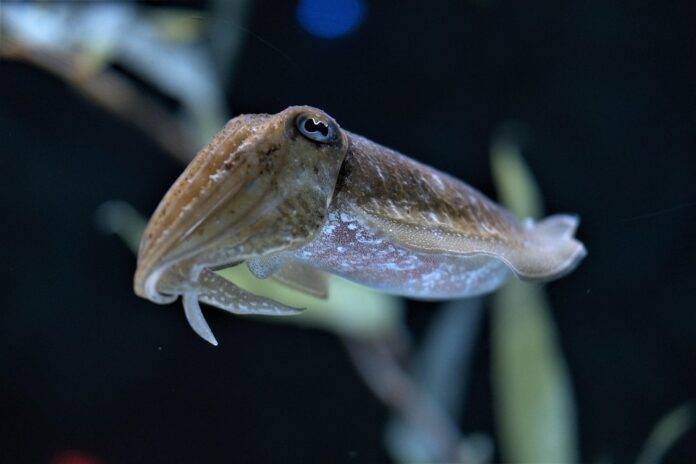Future of the Cuttlefish Industry Predictions for the Next Decade