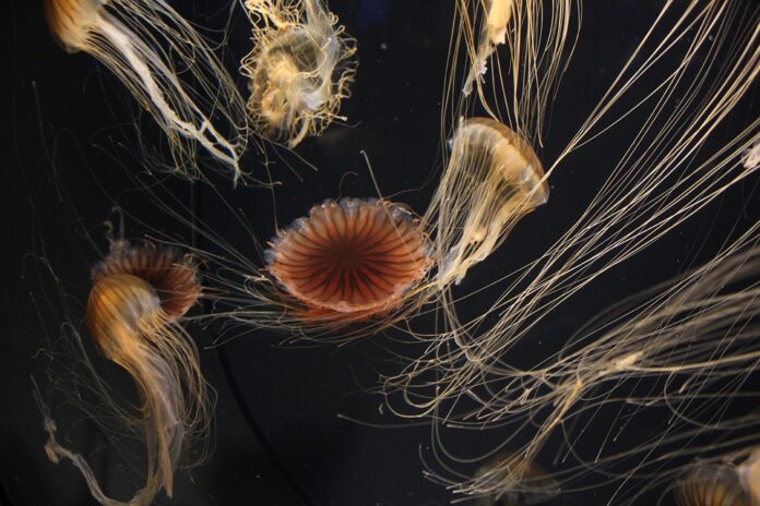 Future of the Edible Jellyfish Industry Predictions for the Next Decade