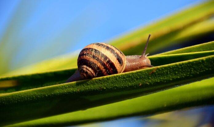 Future of the Edible Snail Industry Predictions for the Next Decade