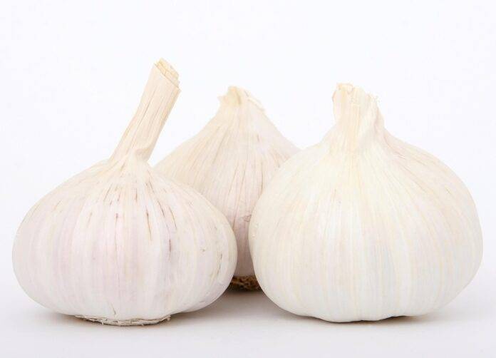 Future of the Garlic Industry Predictions for the Next Decade