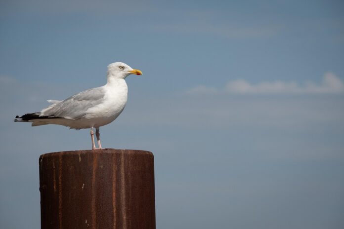 Future of the Herring Industry Predictions for the Next Decade