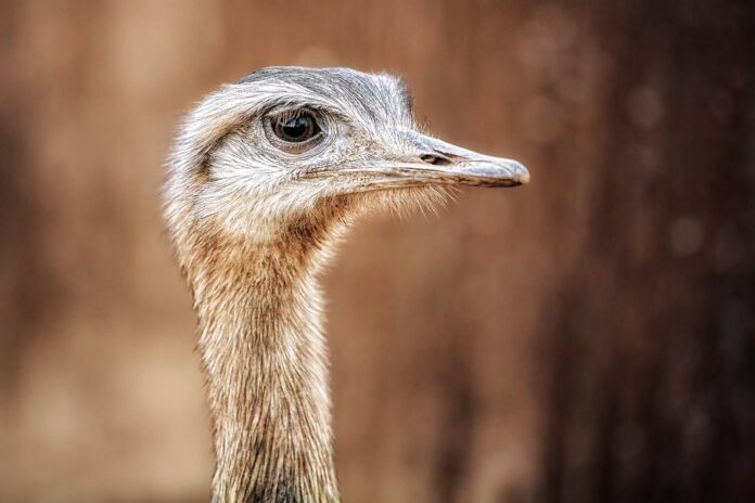 Future of the Ostrich Meat Industry Predictions for the Next Decade