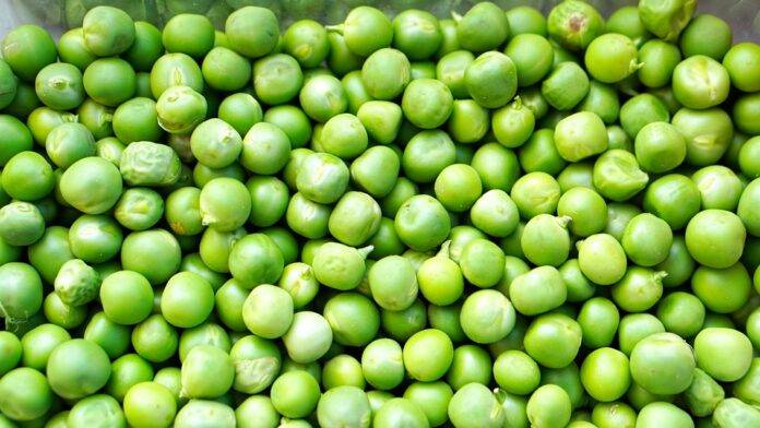 Future of the Pea Industry Predictions for the Next Decade