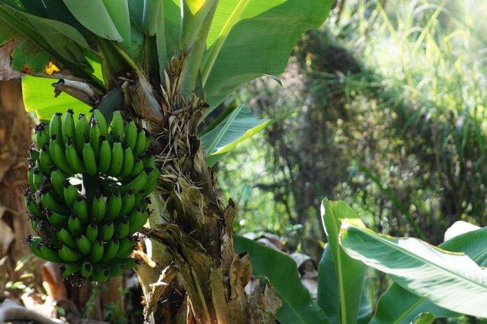 Future of the Plantain Industry Predictions for the Next Decade