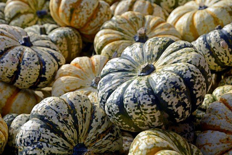 Future of the Pumpkin Industry Predictions for the Next Decade Future of the Pumpkin Industry Predictions for the Next Decade
