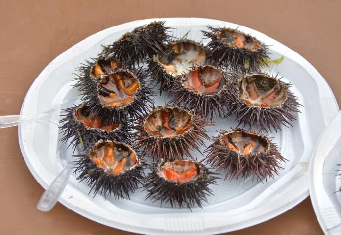 Future of the Sea Urchin Industry Predictions for the Next Decade