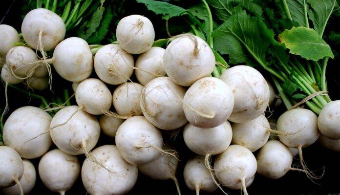 Future of the Turnip Industry Predictions for the Next Decade