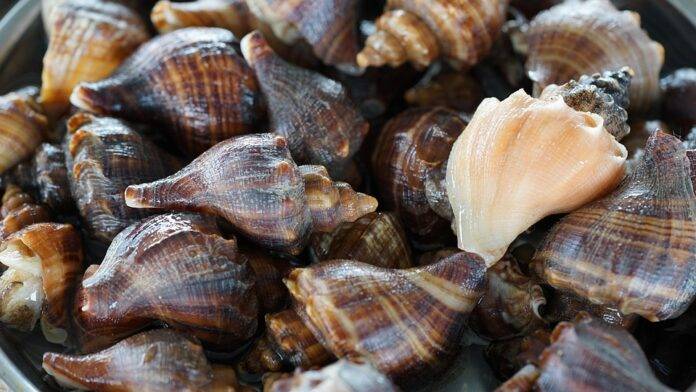 Future of the Whelk Industry Predictions for the Next Decade