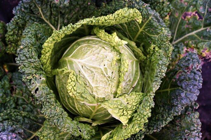 Global Trade Opportunities and Export Trends for Sauerkraut Producers