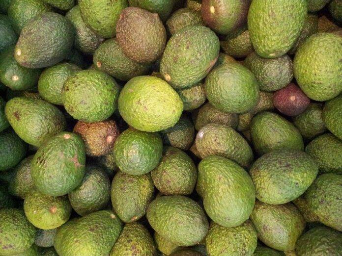 Global Trade and Export Trends for Avocados and Ready Made Guacamole