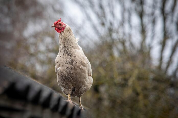 Global trade in poultry feed grows with commercial farm expansion
