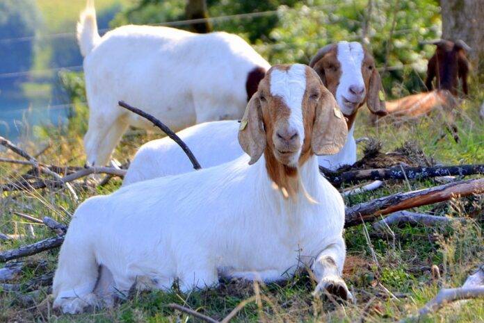 Goat Milk Versus Cow Milk Nutritional and Digestibility Comparisons