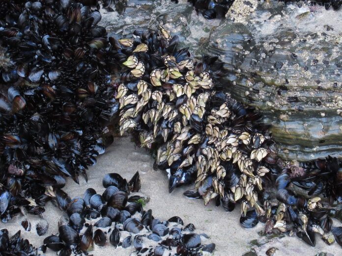 Goose Neck Barnacle Packaging Innovations Enhancing Shelf Life and Sustainability in Seafood Products