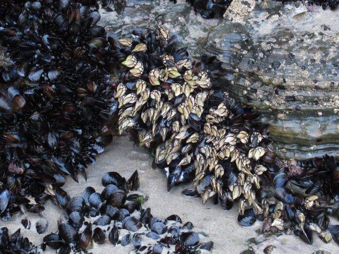 Goose Neck Barnacles & Inflation Why Prices Are Rising and What It Means for Consumers
