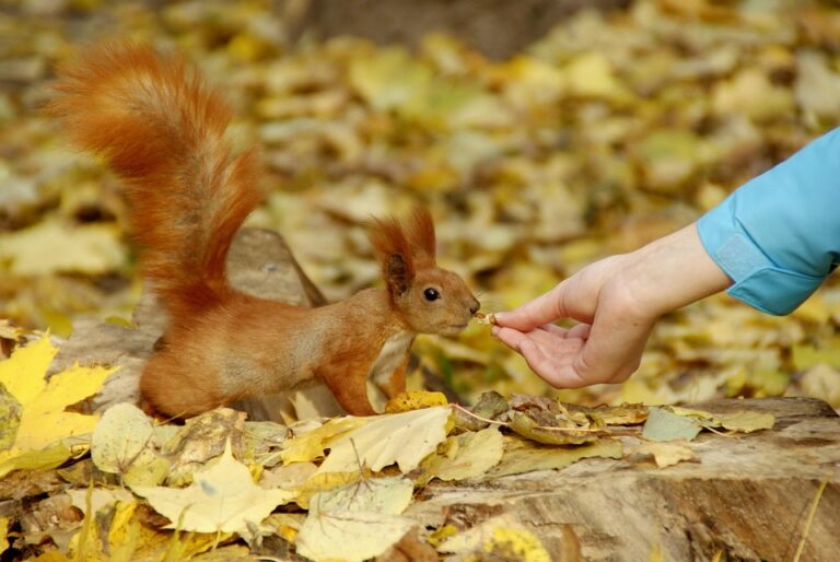 Grain free and allergen free rodent food products emerge in niche markets Grain free and allergen free rodent food products emerge in niche markets