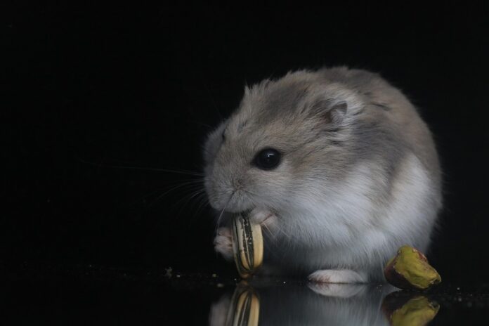 Grain free and protein enriched hamster food products are trending