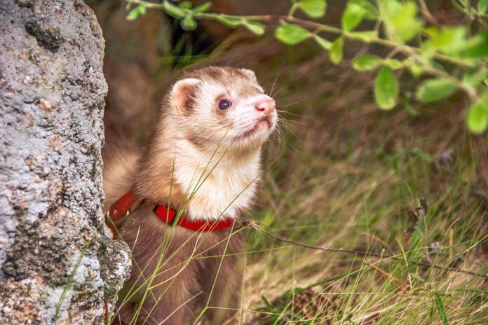 Grain free ferret foods dominate in high performance nutrition