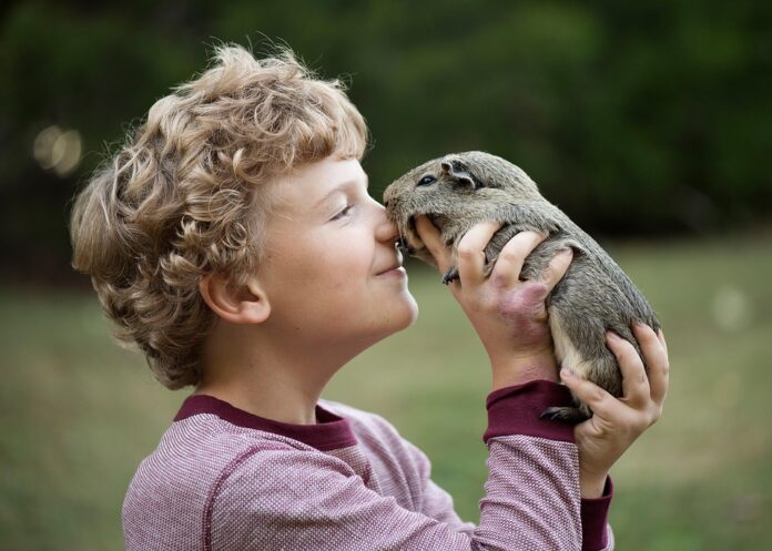 Guinea pig diets evolve with seasonal ingredients and herbal blends