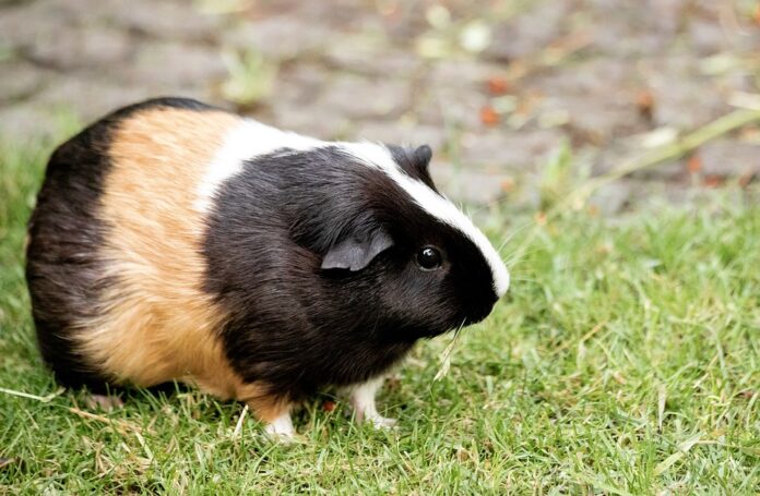 Guinea pig food sales increase in Asia and Latin America