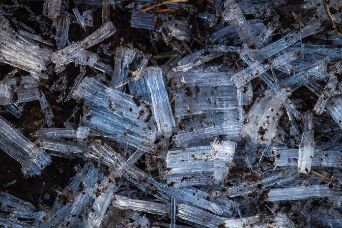 Herbal powders preserved via freeze drying gain shelf life and potency
