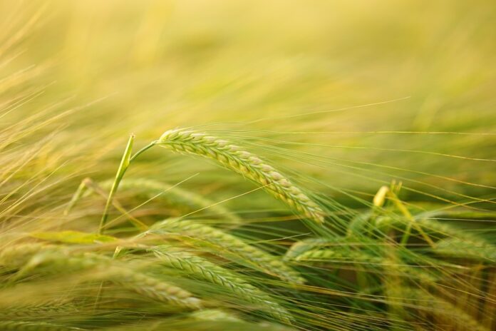 High-precision analyzers for dairy meat and baking industries