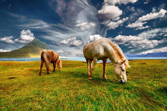 Horse Meat Packaging Innovations Enhancing Shelf Life and Sustainability in Meat Products