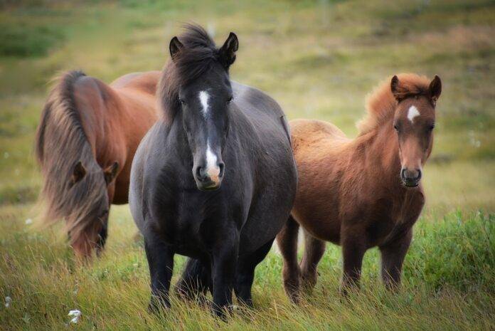 Horse Meat Tariffs and Trade Agreements How Global Policies Shape Prices