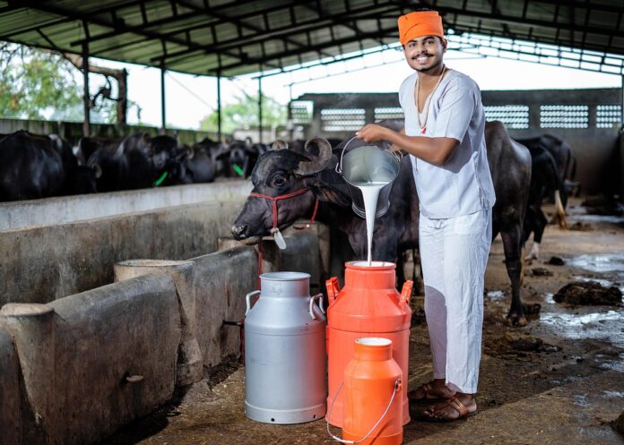 How Buffalo Milk Is Produced and Processed for Global Dairy Applications