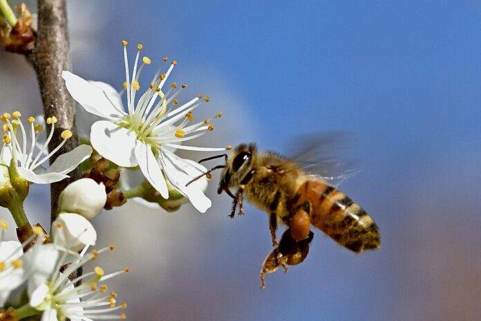 How E Commerce and Direct to Consumer Sales Are Transforming Honey Retail