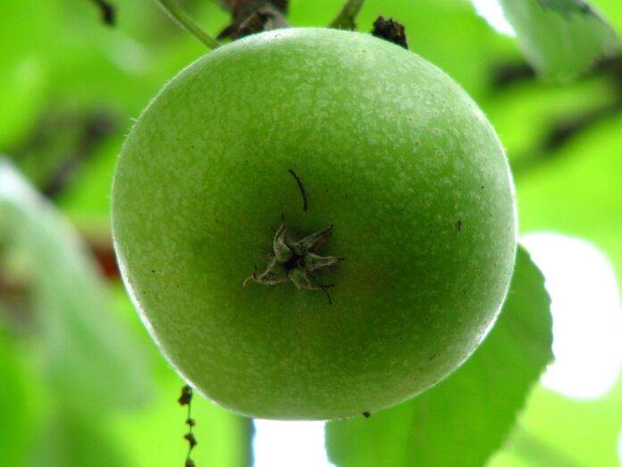 How Fruit Crisps Are Made From Fresh Produce to Crunchy Perfection.