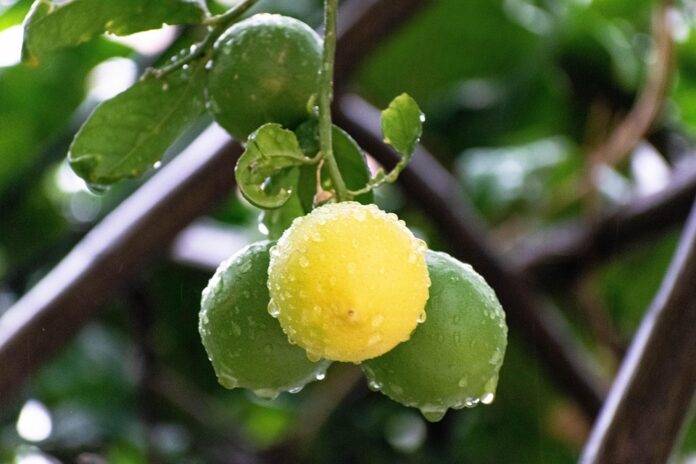 How Fruit Drops Are Made From Sugar Boiling to Flavor Infusion
