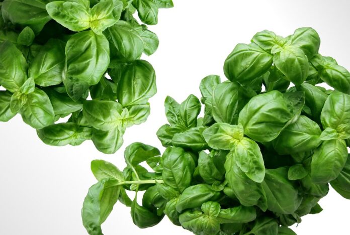 How Global Supply Chain Disruptions Are Impacting Basil Availability