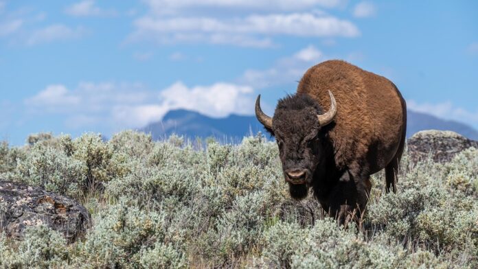 How Global Supply Chain Disruptions Are Impacting Bison Meat Availability