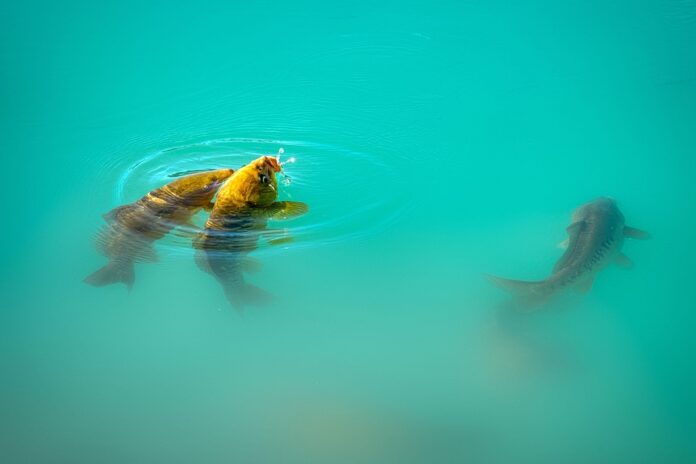 How Global Supply Chain Disruptions Are Impacting Carp Availability