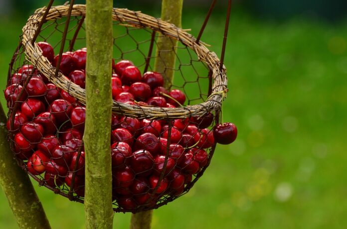 How Global Supply Chain Disruptions Are Impacting Cherry Availability