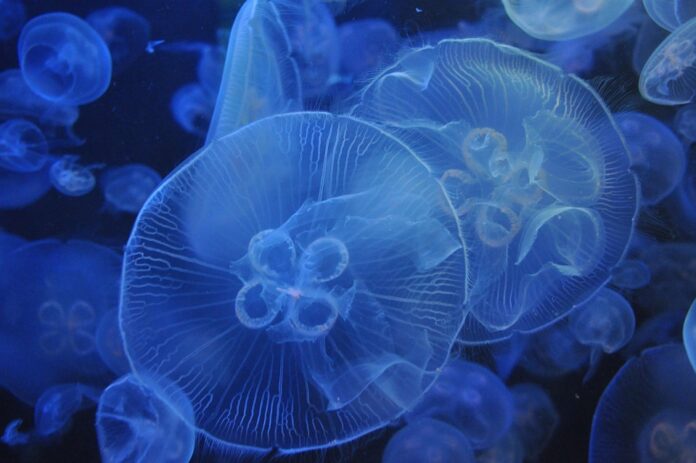 How Global Supply Chain Disruptions Are Impacting Edible Jellyfish Availability