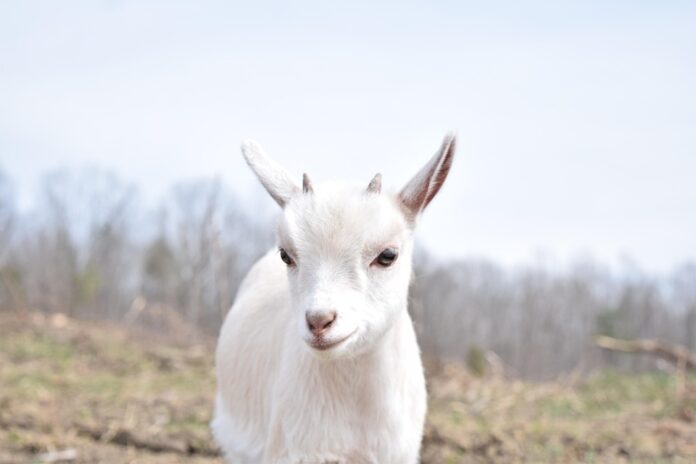 How Global Supply Chain Disruptions Are Impacting Goat Meat Availability