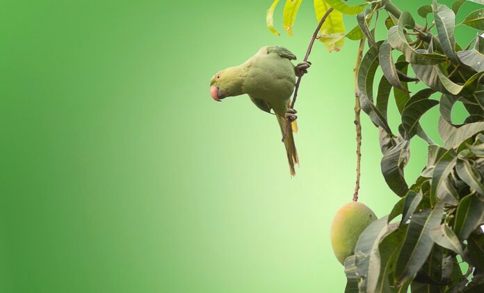 How Global Supply Chain Disruptions Are Impacting Mango Availability