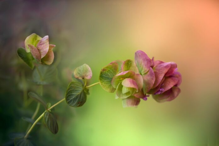 How Global Supply Chain Disruptions Are Impacting Oregano Availability