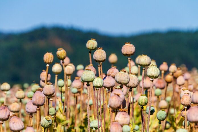 How Global Supply Chain Disruptions Are Impacting Poppy Seeds Availability