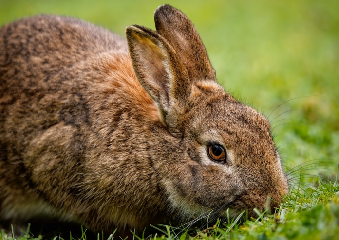 How Global Supply Chain Disruptions Are Impacting Rabbit Meat Availability