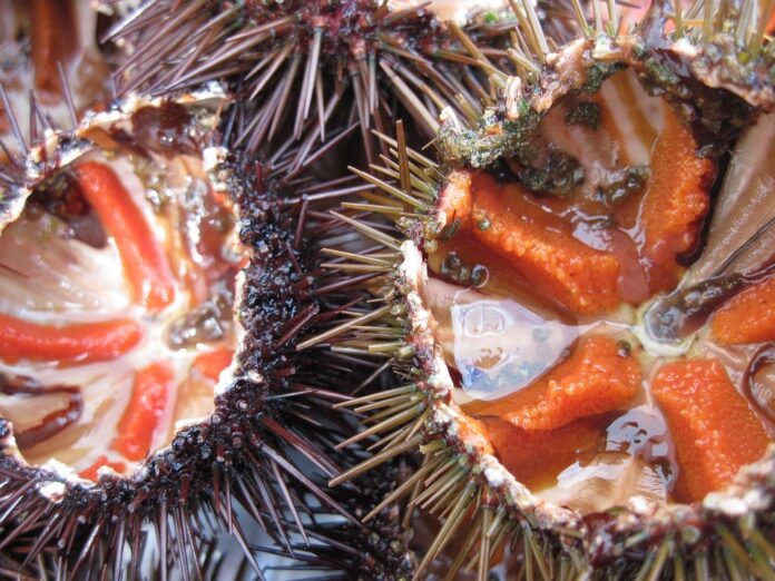 How Global Supply Chain Disruptions Are Impacting Sea Urchin Availability